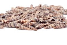 Seashells Stock Image Seashells Stock Image