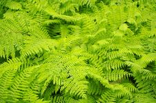 Fern Background Royalty Free Stock Photos Fern Background Royalty Free Stock Photos