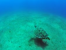 Green Sea Turtle (Chelonia Mydas) Stock Photography Green Sea Turtle (Chelonia Mydas) Stock Photography