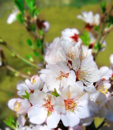 Spring Flowers Stock Image Spring Flowers Stock Image
