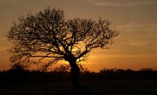 Tree At Sunset In Jersey Stock Images