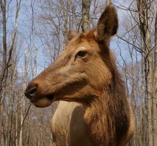 Elk Cow Stock Photography