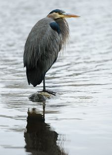 Great Blue Heron Standing On One Leg Stock Images