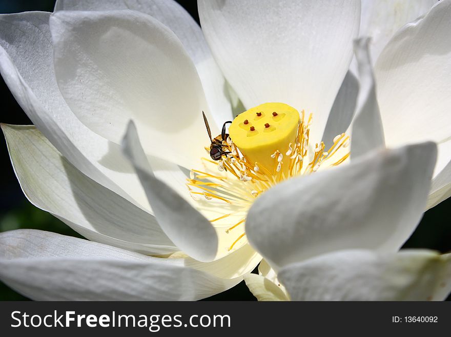 The white bloom lotus with a small bee.