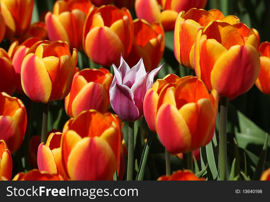 One pink tulip among the red tulips