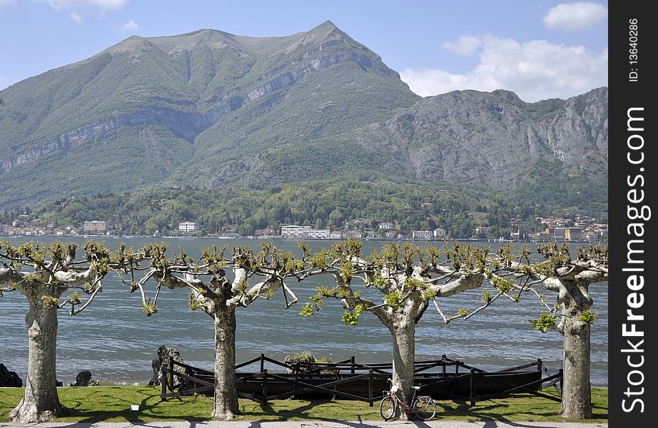 Ornamental trees in the gardens of Villa Melzi on the shore of Lake Como. Ornamental trees in the gardens of Villa Melzi on the shore of Lake Como