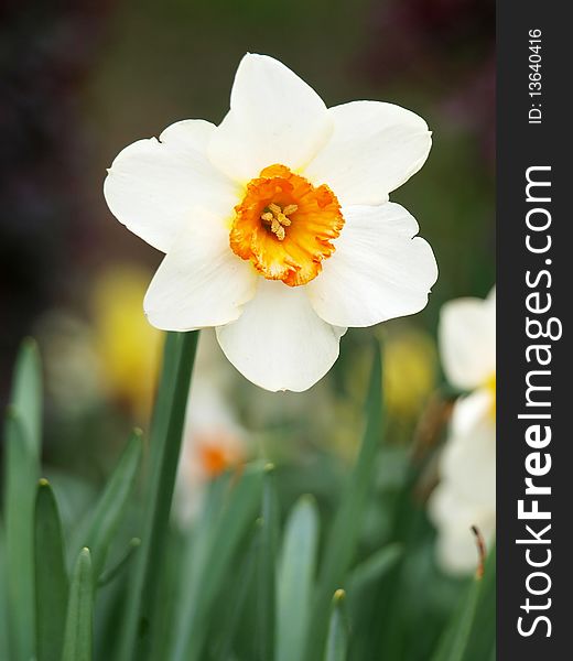 Park in the full bloom of daffodils, and from China's eastern city of Wuxi yuantouzhu Park. Park in the full bloom of daffodils, and from China's eastern city of Wuxi yuantouzhu Park