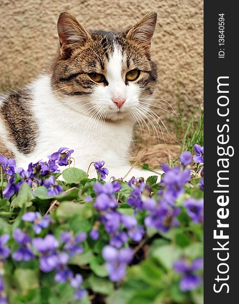 A cat falling asleep amongst violet flowers. A cat falling asleep amongst violet flowers