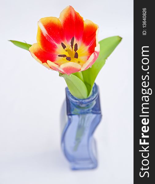 A close up image of a single red and yellow spring tulip in a blue vase viewed from above against a bright plain background. A close up image of a single red and yellow spring tulip in a blue vase viewed from above against a bright plain background..