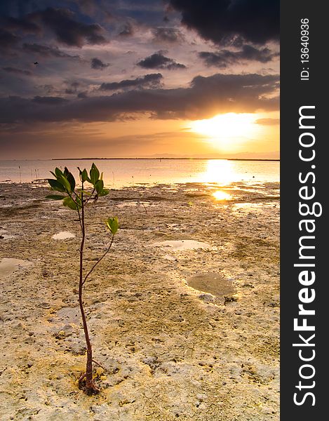 Mangrove Tree With Sunset Background