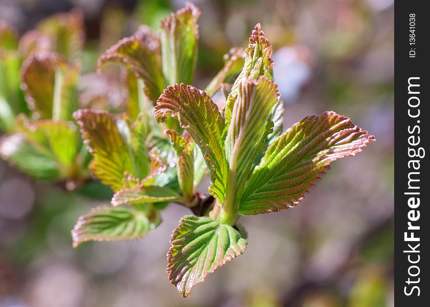 Macro shot of green spring leafs in sunlight