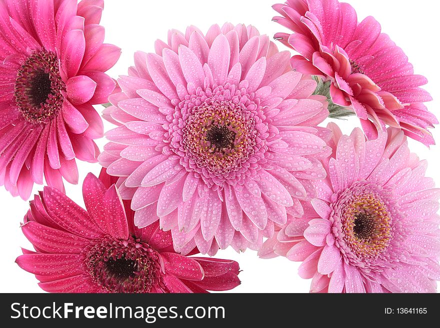 Pink Gerbera flower isolated on white background. Pink Gerbera flower isolated on white background