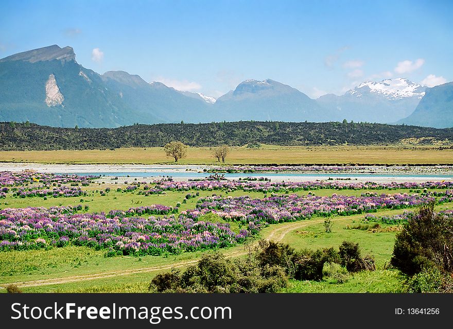 New Zealand landscape