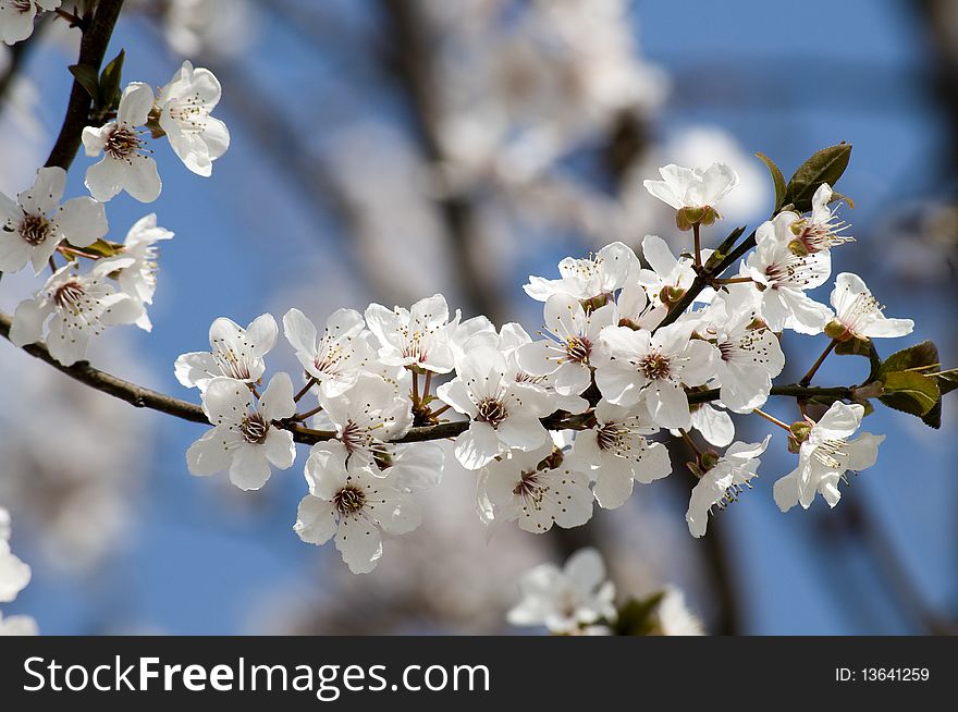 White blossoms against blue sky. White blossoms against blue sky