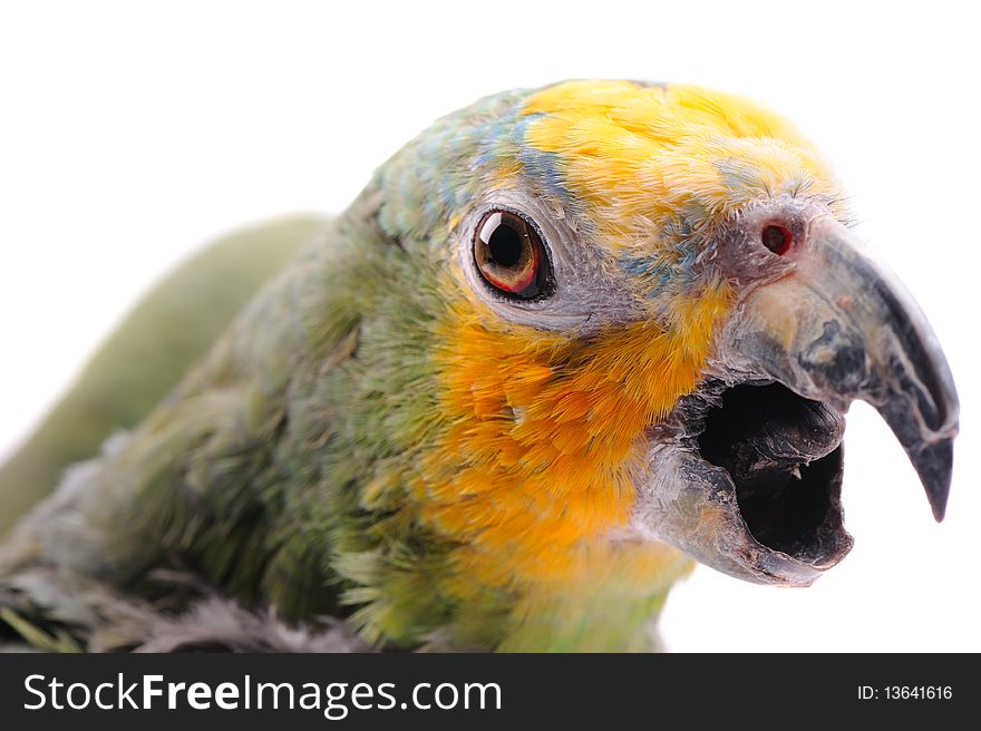 Portrait of colorful parrot on the white background. Portrait of colorful parrot on the white background