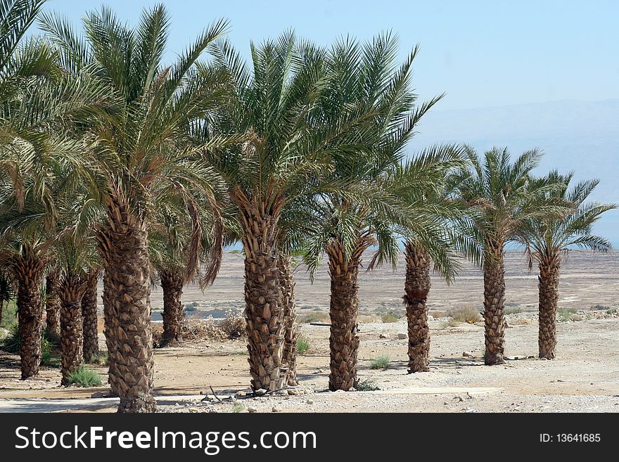 Palm trees in Judea desert