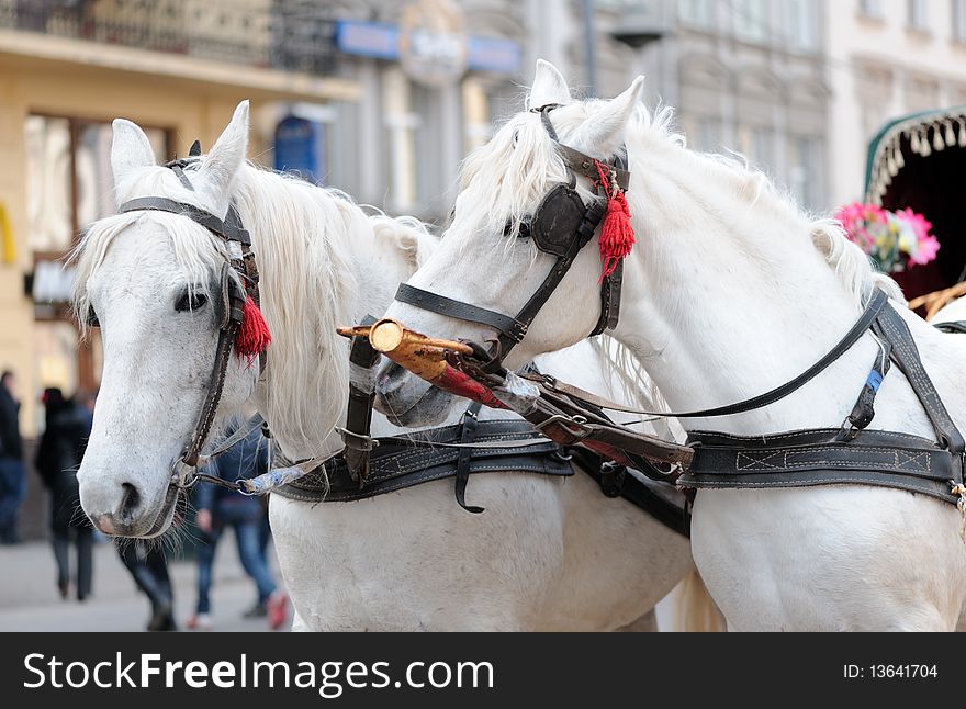 White Horses