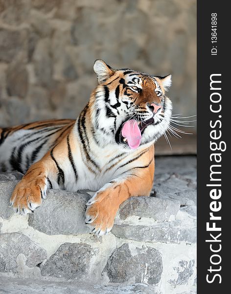 Tiger with bared fangs on the stone background