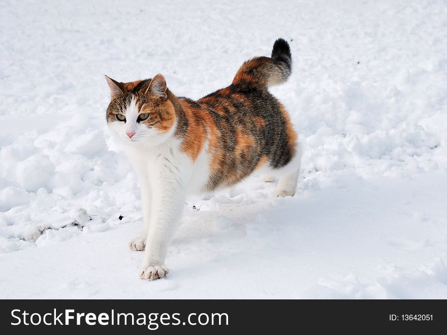 Cat hunting on a shinny winter day