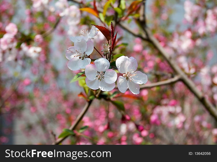 Peach blossoms in full bloom.