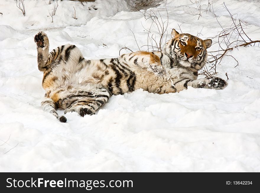 A grown Siberian Tiger is playing in snow