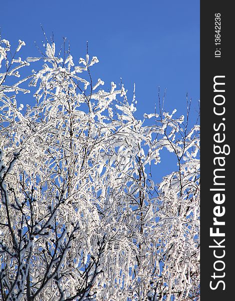 Winter branches of a tree in hoarfrost against blue sky. Winter branches of a tree in hoarfrost against blue sky