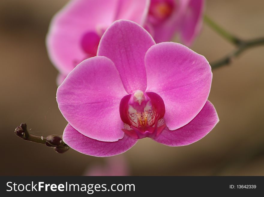 Pink orchid with white edges