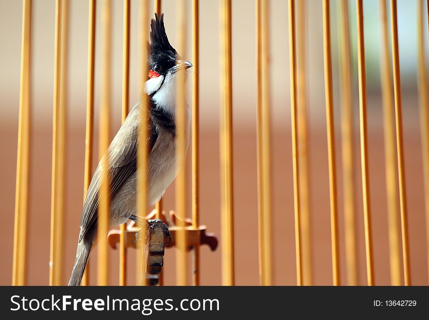 The Red-whiskered Bulbul in the birdcage