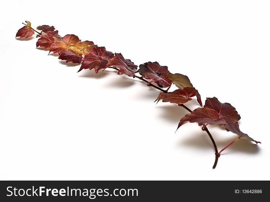 Leafy ivi branch isolated on a white background. Leafy ivi branch isolated on a white background.