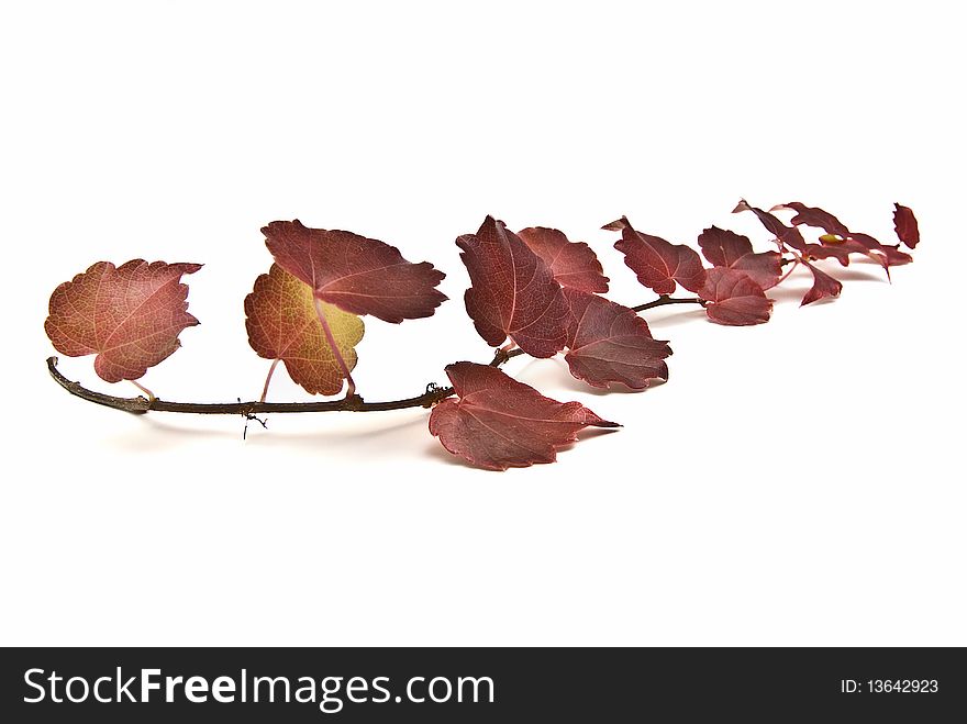 Leafy ivi branch isolated on a white background. Leafy ivi branch isolated on a white background.