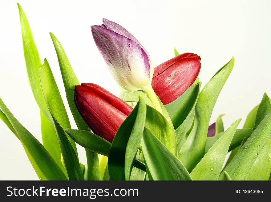 Tulip flowers on the light background