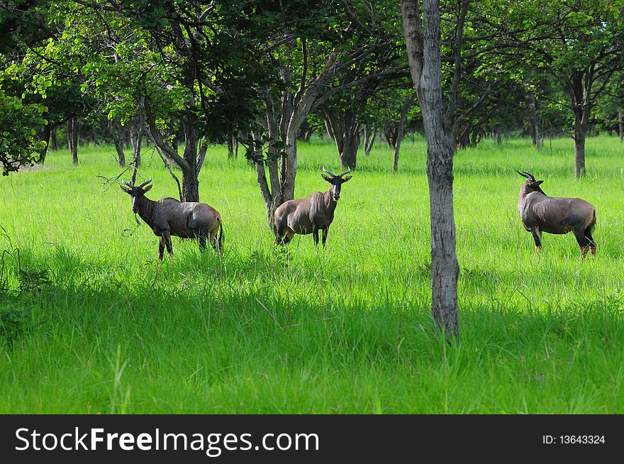 A group of Tsessebe antelope in the bush