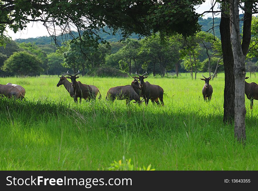 A herd of Tsessebe antelope basking in the sun