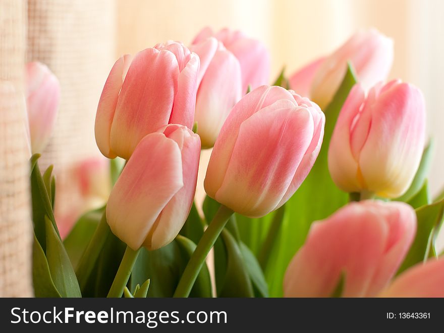 Beautiful and tender bouquet of fresh pink tulips