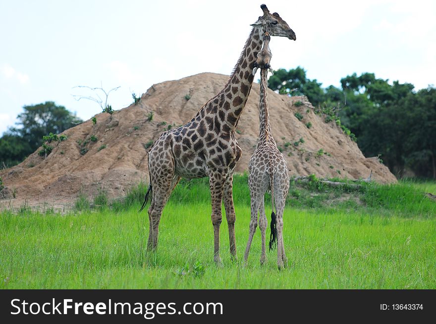 Male and female giraffe courtship. Male and female giraffe courtship