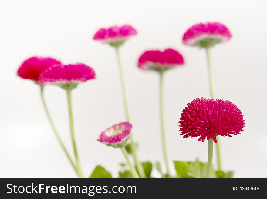 Daisies Before White Background