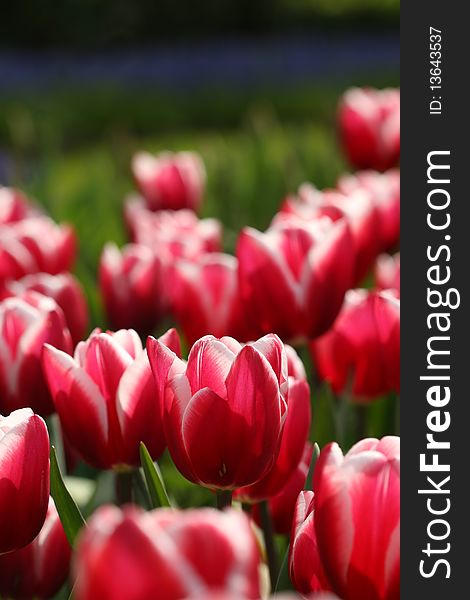 Flora: Red and white colored tulips