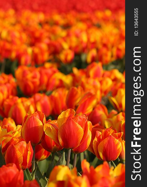 Flora: Field of orange colored tulips. Flora: Field of orange colored tulips