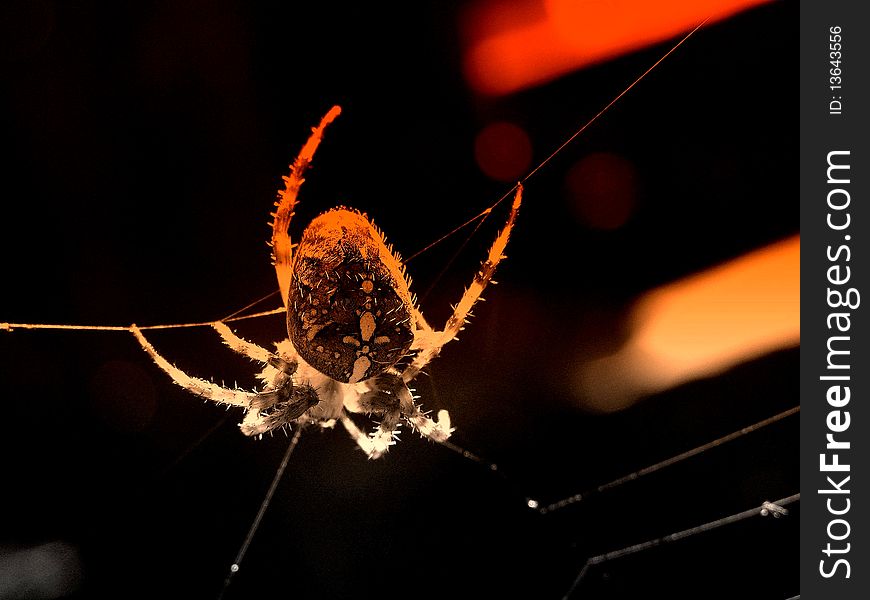 Photo illustration of blur danger spider on his web. Photo illustration of blur danger spider on his web