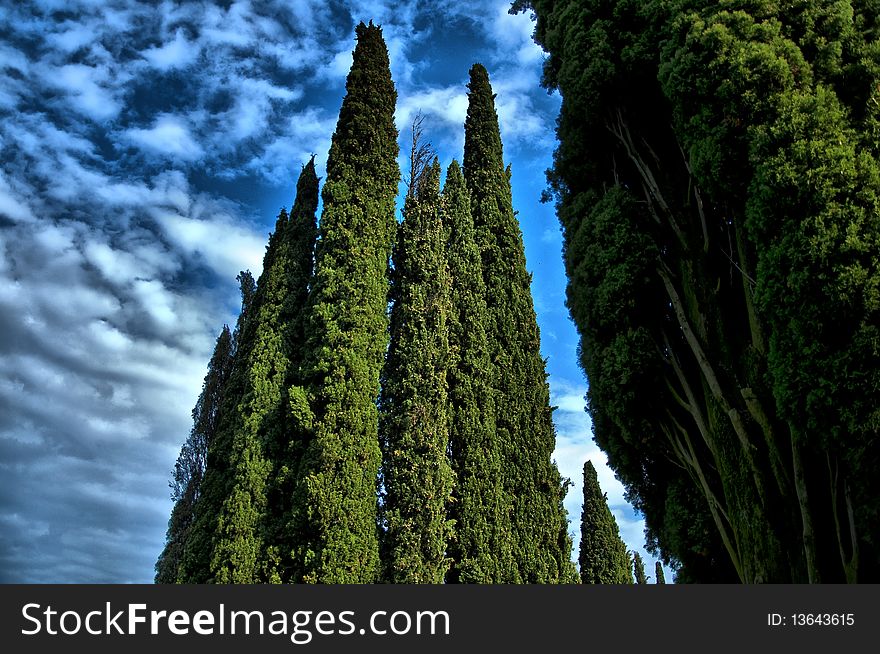 A group of cypresses Made with Nikon D5000 / 18-105mm lens