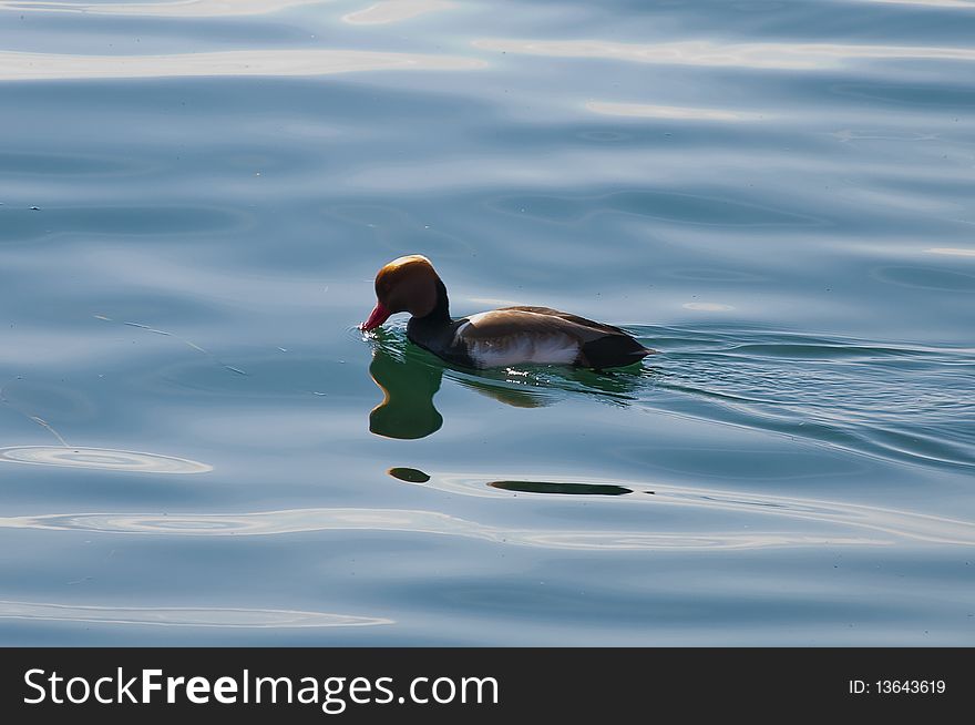 A duck swimming in the lake Made with Nikon D5000 / 18-105mm lens