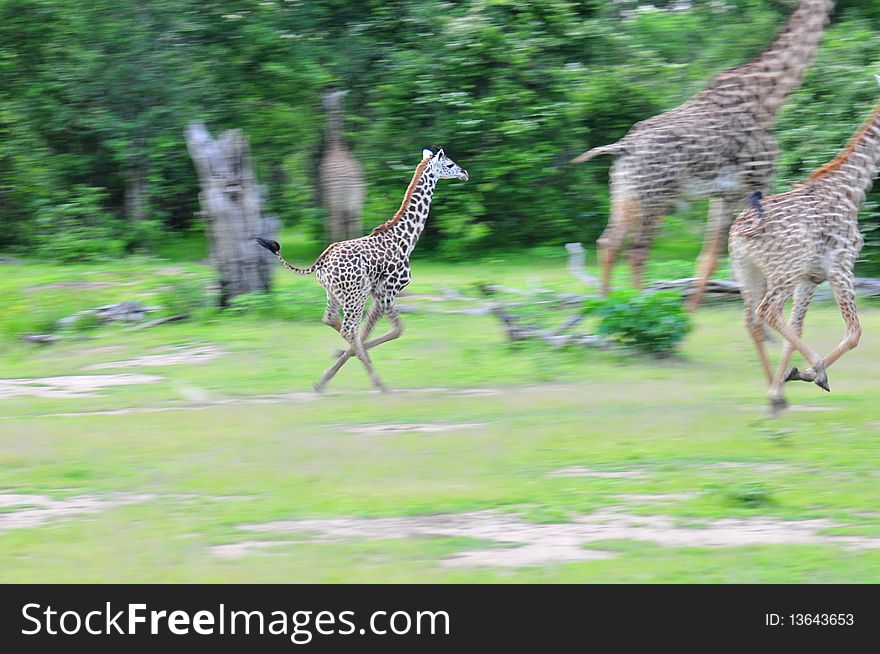 Giraffes running away during a hunt. Giraffes running away during a hunt