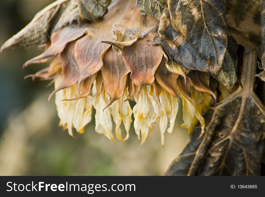 Close up of faded and drying sunflower face down in autumn. Close up of faded and drying sunflower face down in autumn.