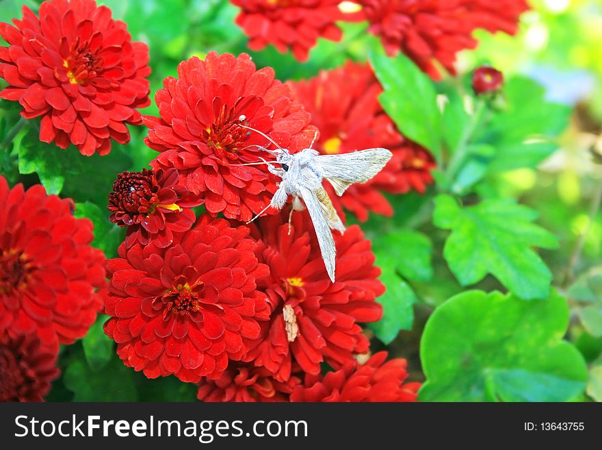 Butterfly on red daisies in garden. Butterfly on red daisies in garden.