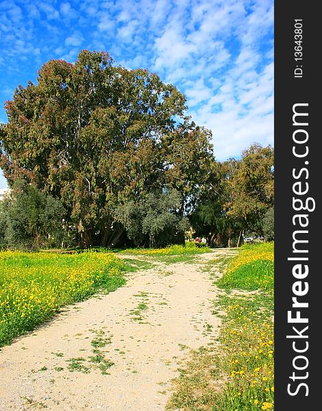 Landscape with path,eucalyptus and mimosa trees,cloudy sky,yellow daisies.