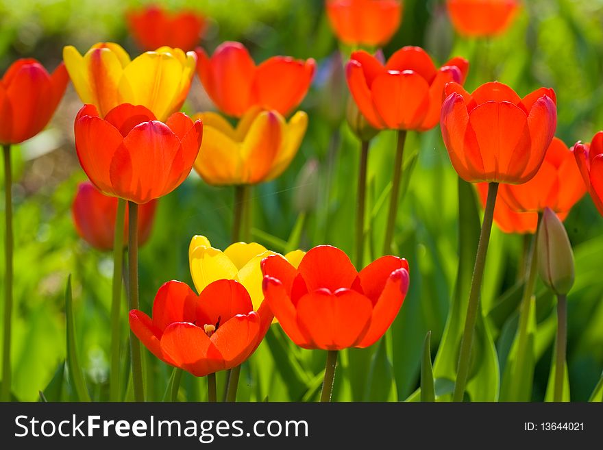 Many red and yellow tulips on green background