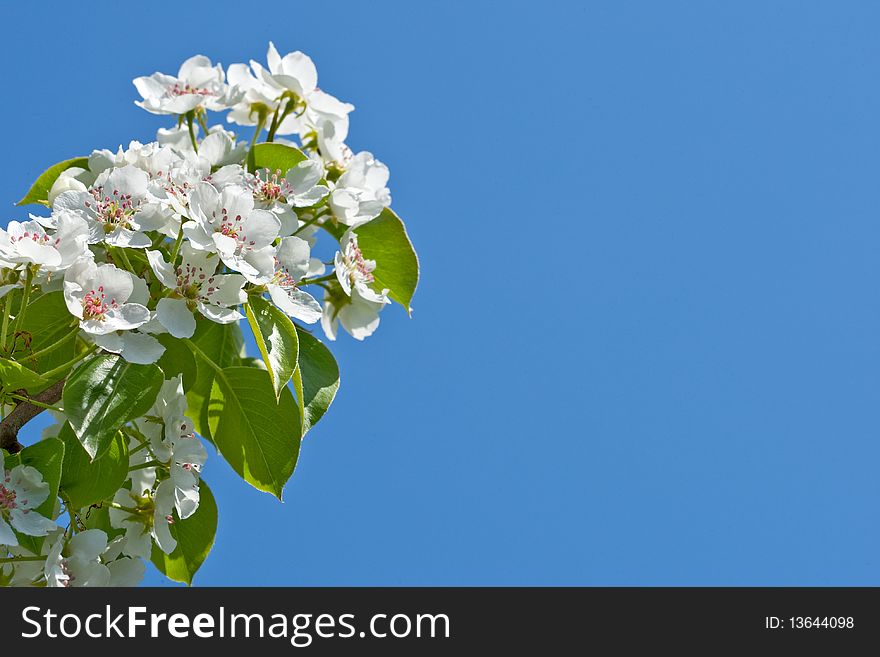 Branch with white flowers on blue sky