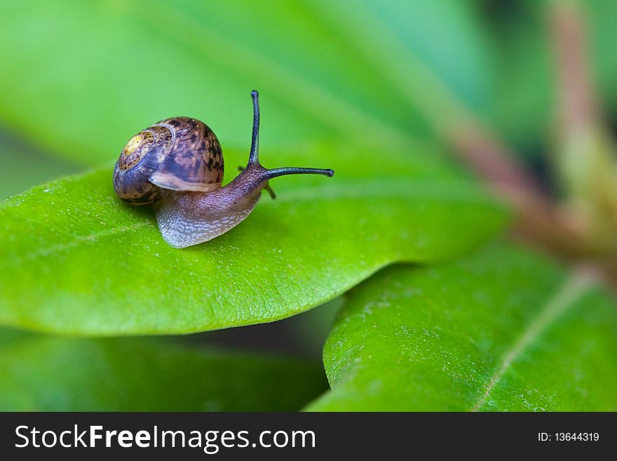 Small brown snail on green leaf in daylight