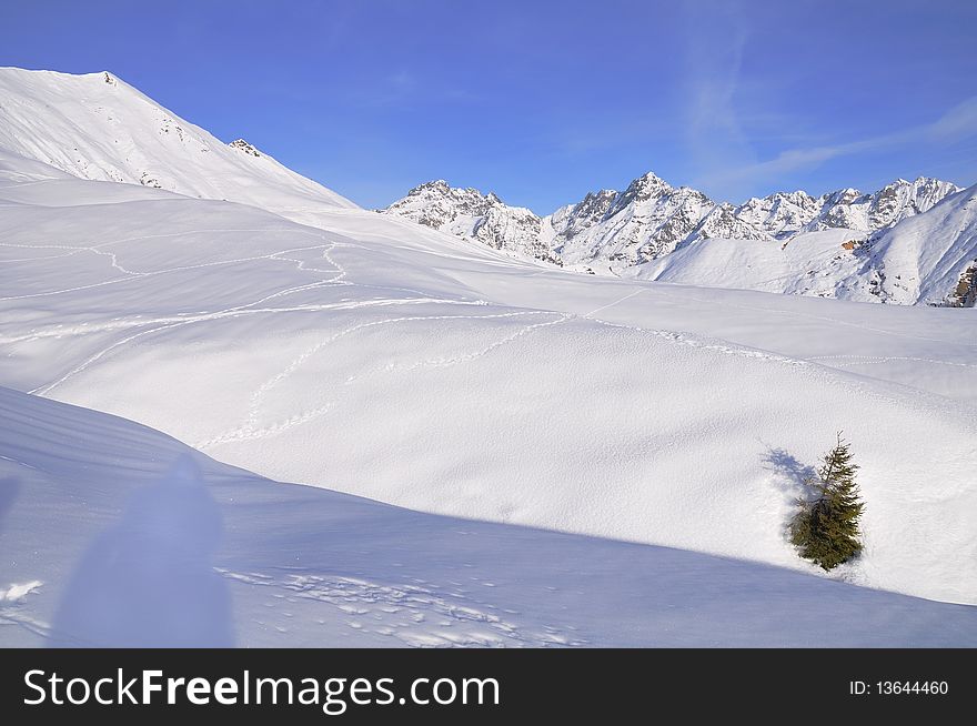 A small fir emerging in a snowfield in the italian Alps. A small fir emerging in a snowfield in the italian Alps