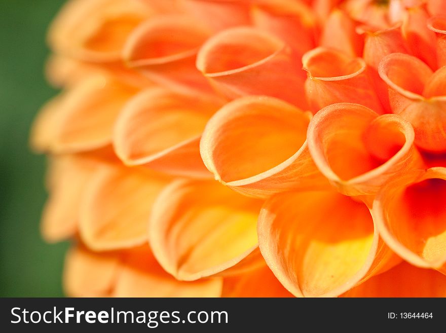 Macro view of orange flower dahlia